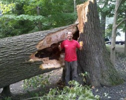 Princeton Tree Experts